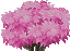 Pink Lunafluff Bush