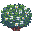 Symmetrical Bush, Flowering