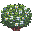 Symmetrical Bush, color 2, Flowering