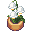 Potted Lily of the Valley