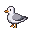 Seagull