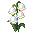 Lily of the Valley