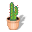 cactus plant