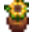 Mini Sunflower